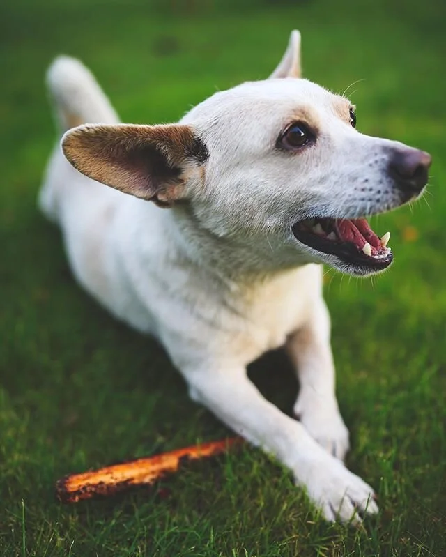 We&rsquo;re baaaaaaaaccckkkk 🤪 and man are we excited to show you guys all the great stuff we&rsquo;ve been working on! We&rsquo;ve got blog posts, training posts, new treats, toys and SO MUCH MORE 🤩 So be sure to stay tuned, watch our stories, giv