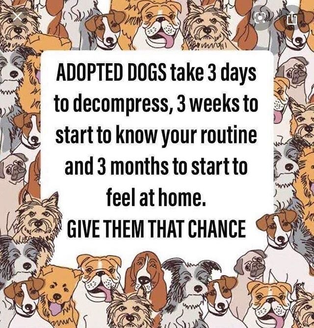 Remember, everyone &amp; everything deserve a chance. Especially cute puppers 💛 ⠀