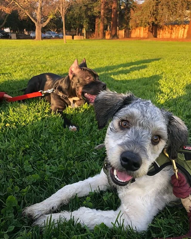 Saturdays are for the boys 😎 how&rsquo;s your weekend goin? &bull;
&bull;
Also question: should we do weekly a doggy play group event? Let us know!