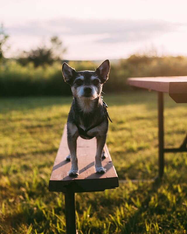 Saturday&rsquo;s are for the dawgs! What are you &amp; your pupper doing on this lovely Saturday afternoon, tag us in some pics!