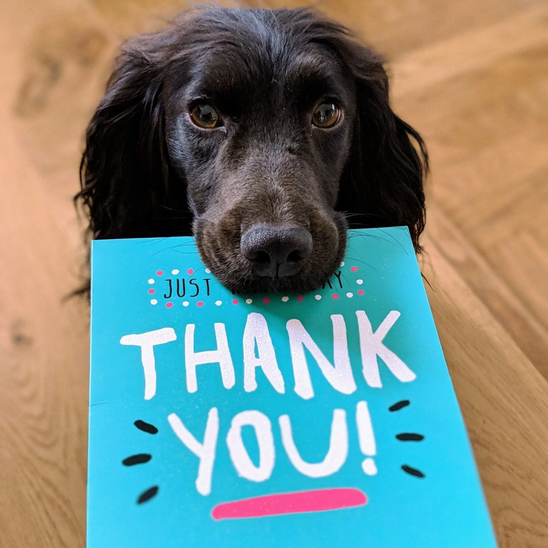 Dawg + Hooman Gift Card