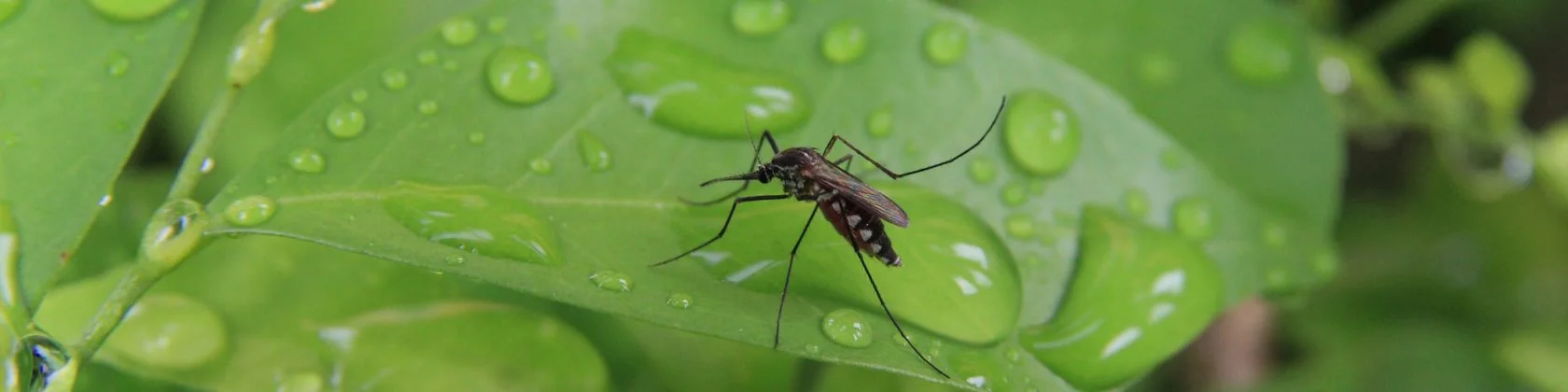 Transfer of Regulatory Jurisdiction for Oxitec’s Self-limiting Friendly Aedes in the United States