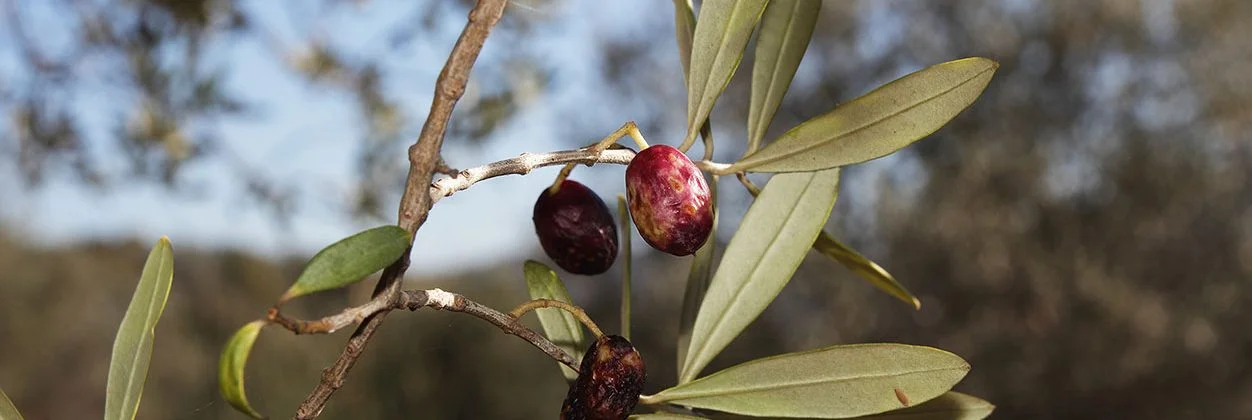 Exposure to genetically engineered olive fly (Bactrocera oleae) has no negative impact on three non-target organisms