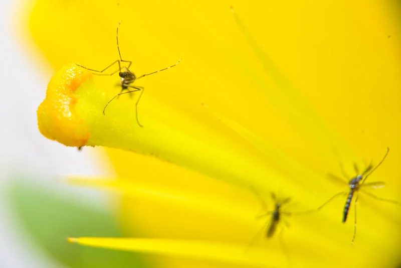 Oxitec to Apply New Generation of Self-Limiting Mosquito Technology to Malaria-Spreading Mosquitoes