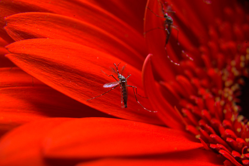 Oxitec Transitioning Friendly™ Self-limiting Mosquitoes to 2nd Generation Technology Platform, Paving Way to New Scalability, Performance and Cost Breakthroughs