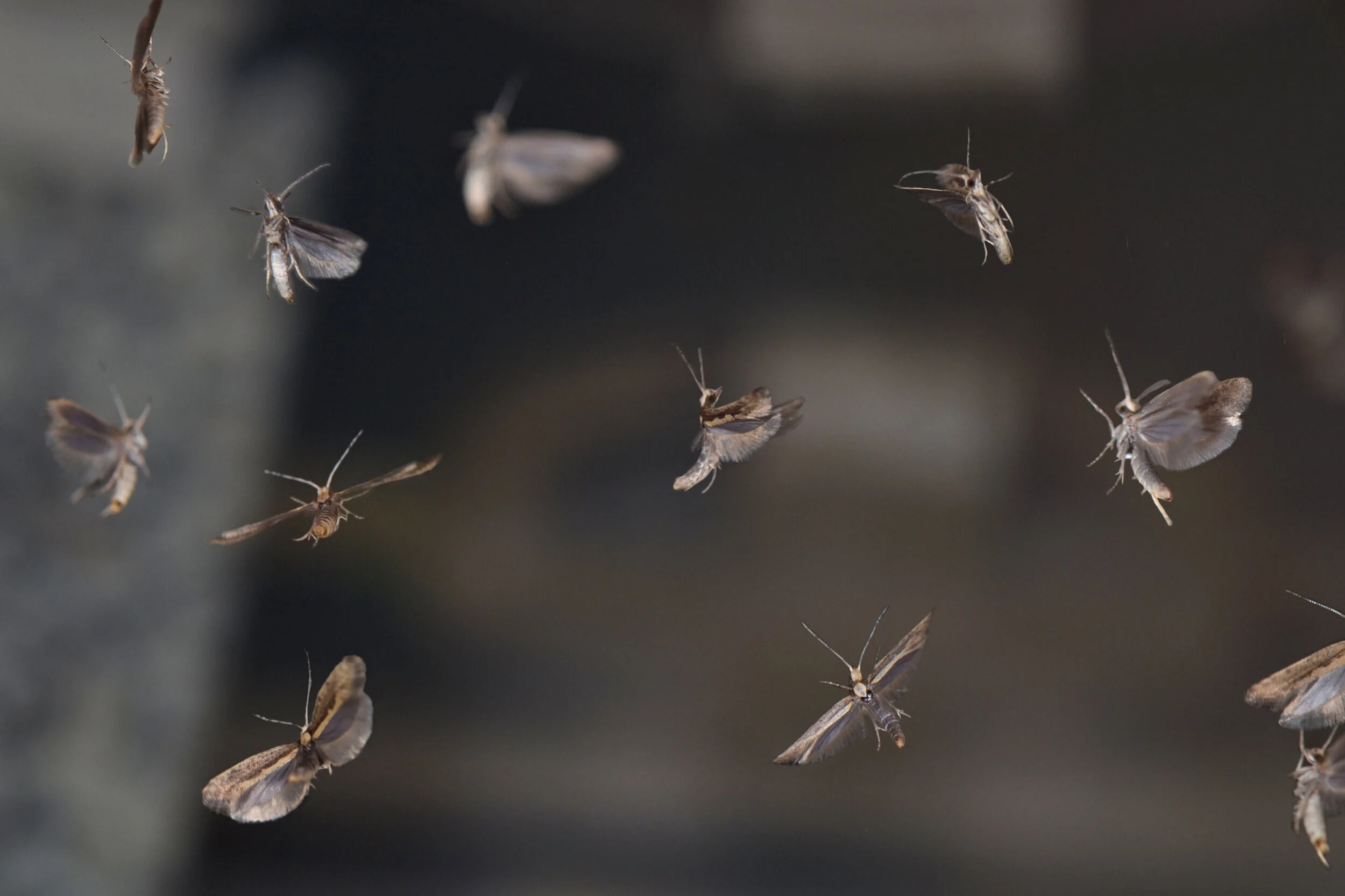 New: Results Published of Successful First Field Tests with Oxitec's Self-Limiting Diamondback Moth