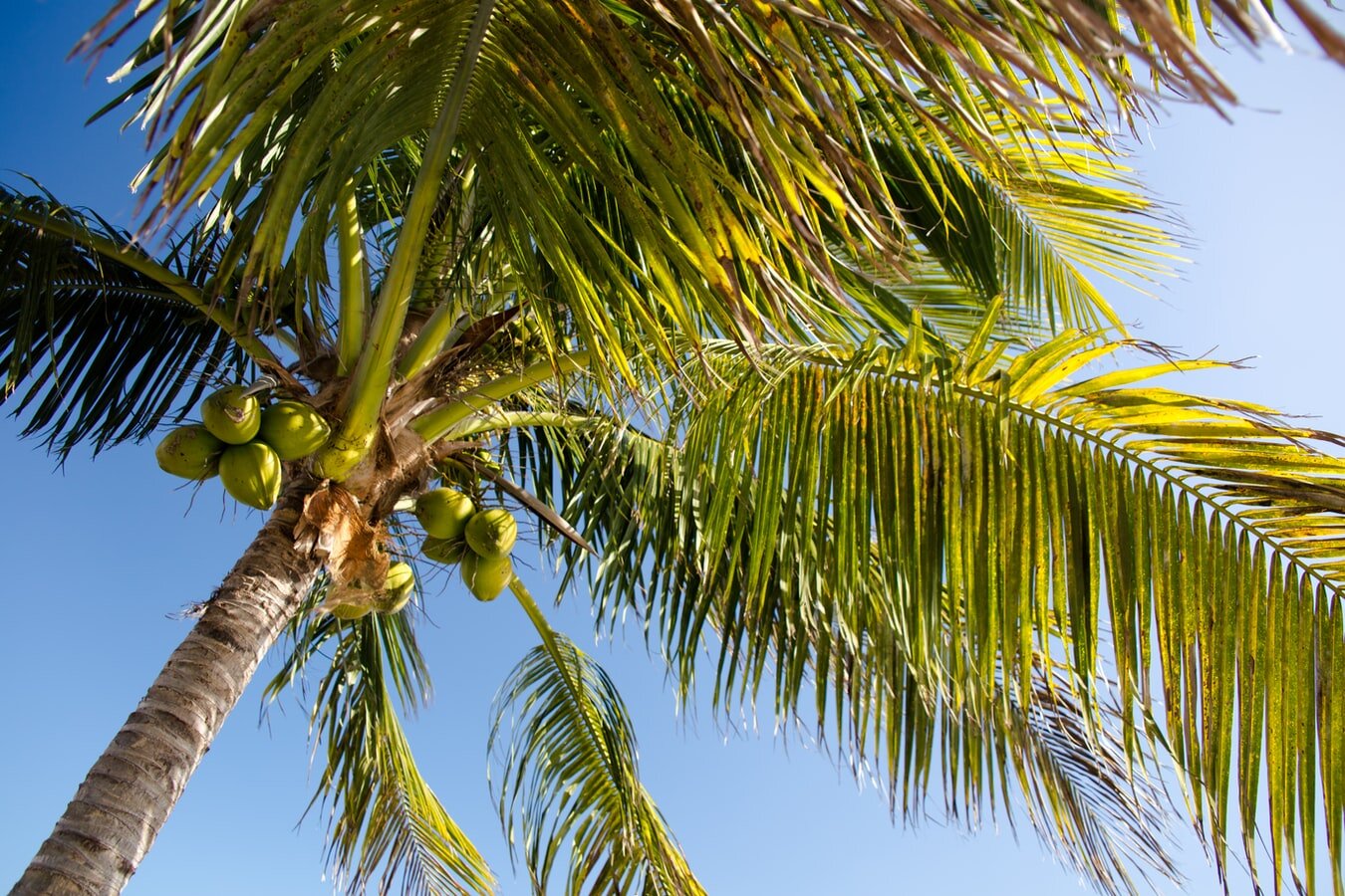 FL Keys coconut palm.jpg