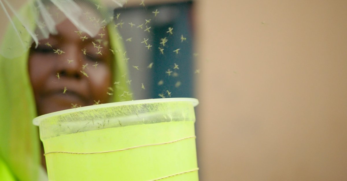 Djibouti Breaks New Ground in the Fight Against Malaria with First Release of Friendly™ Mosquitoes in Africa, Targeting the Invasive Anopheles stephensi