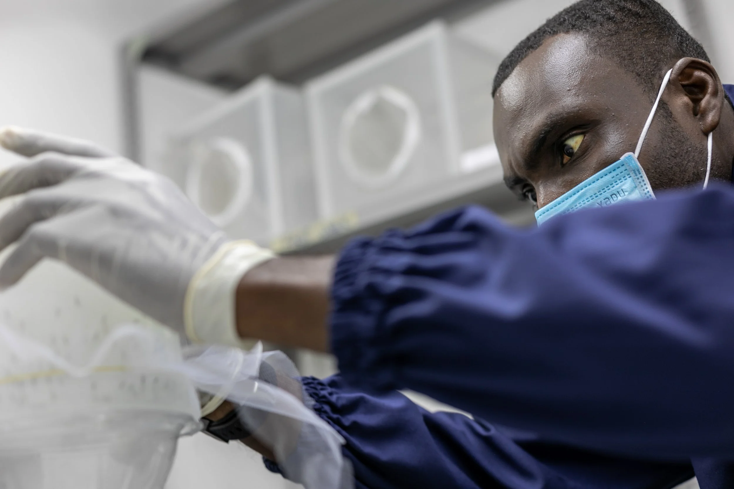 Government of Djibouti and Oxitec Announce Importation of Friendly™ Anopheles stephensi Mosquitoes