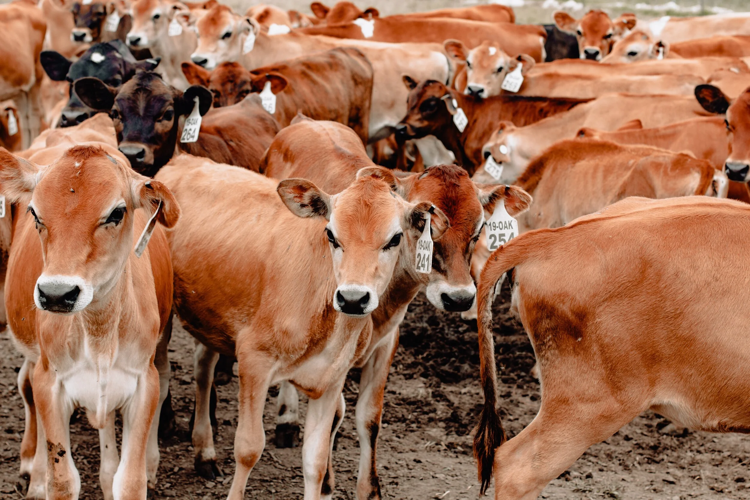 Oxitec Launches New Program to Target Growing Global Cattle Tick Challenge 