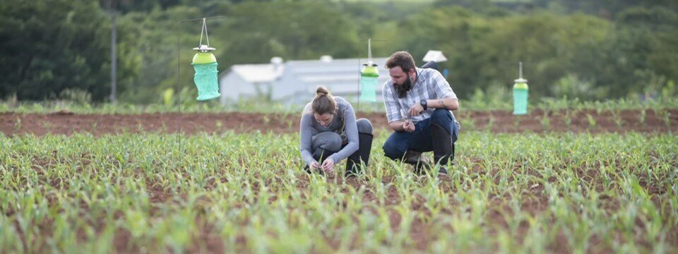 Oxitec Receives Landmark Biosafety Approval for New Fall Armyworm Control Solution