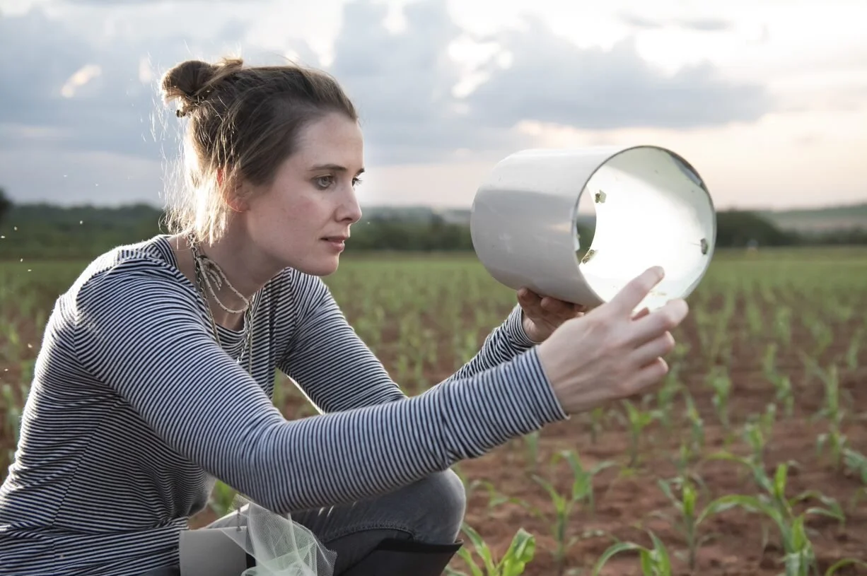 Challenges to Food Security Require Innovative Solutions: Oxitec is Developing Next-Generation Technology to Counter Fall Armyworm 