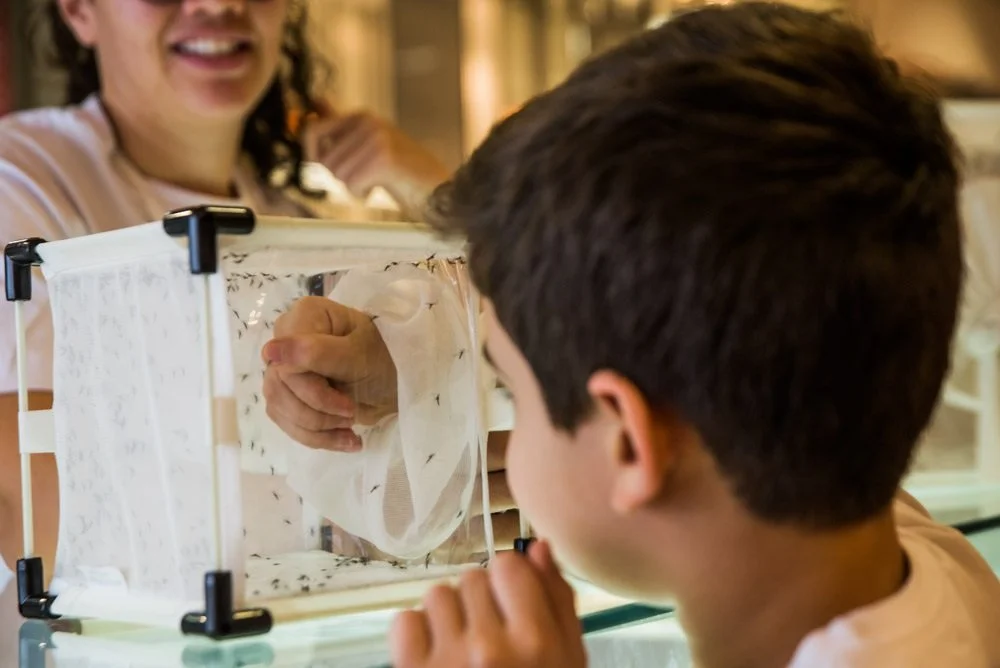 Oxitec responds to article entitled 'Transgenic Aedes aegypti Mosquitoes Transfer Genes into a Natural Population'