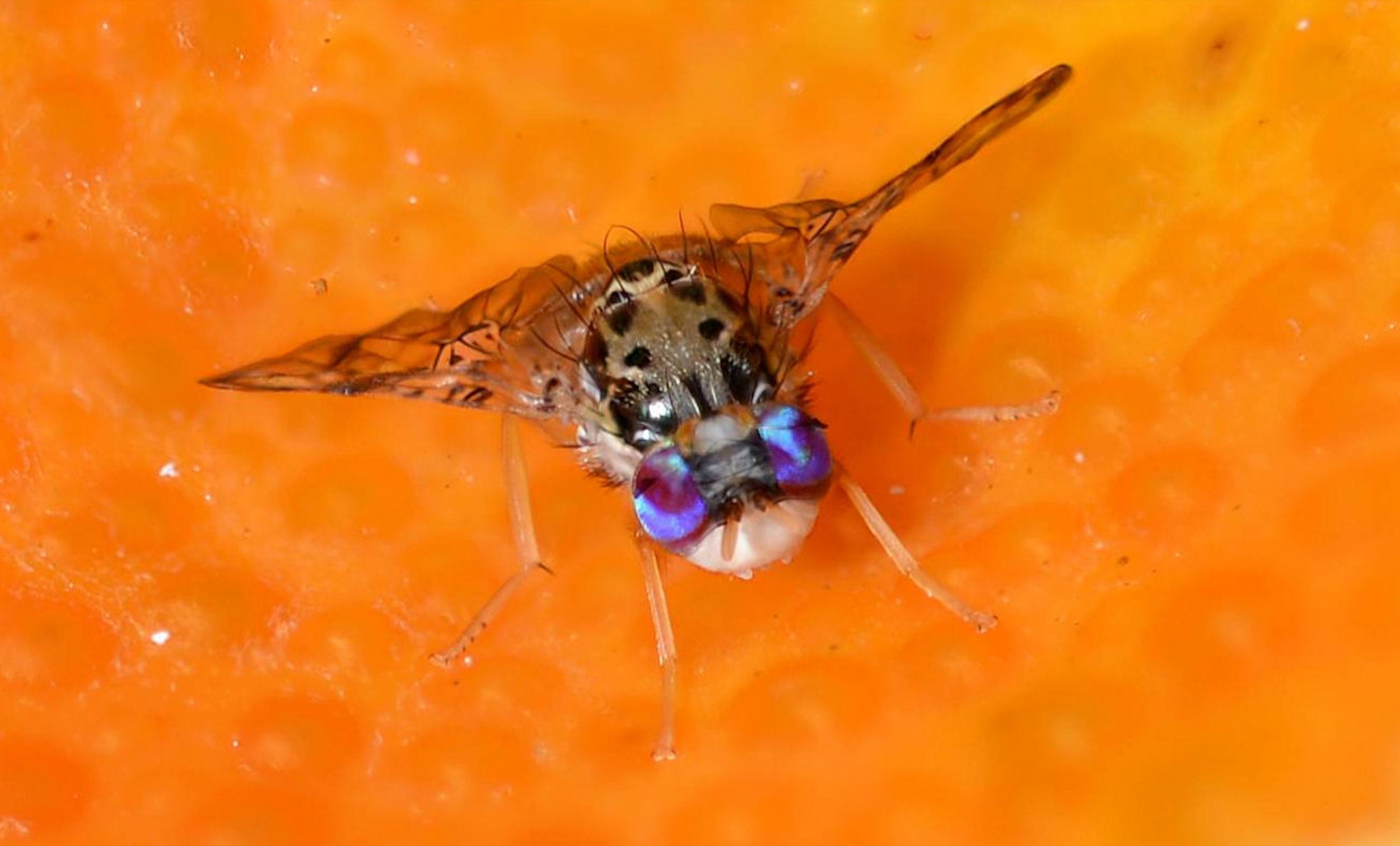 New: Study of Oxitec’s Friendly™ Mediterranean Fruit Fly Technology Shows Successful Suppression of Wild-type Population While Protecting Fruit Quality and Potential Marketable Yield