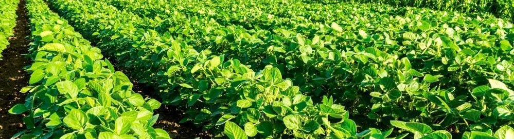 Oxitec Signs New Multi-year Development Agreement to Apply 2nd Generation Technology to Control Soybean Looper