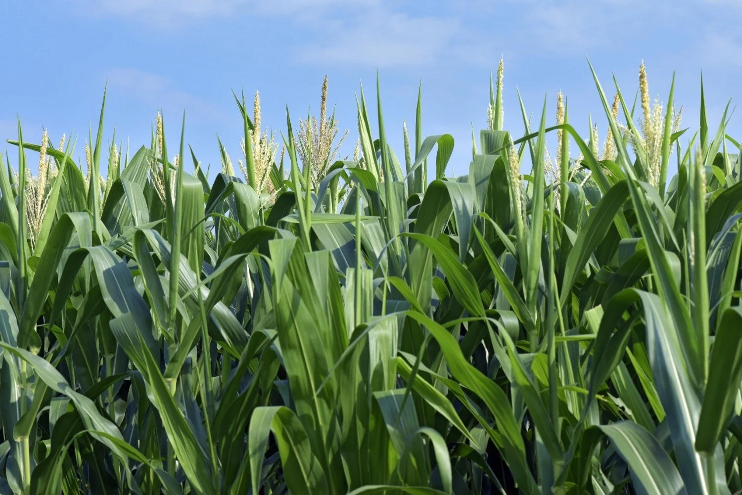 Oxitec Advances Self-Limiting Fall Armyworm Control Solution to Next Phase of Development