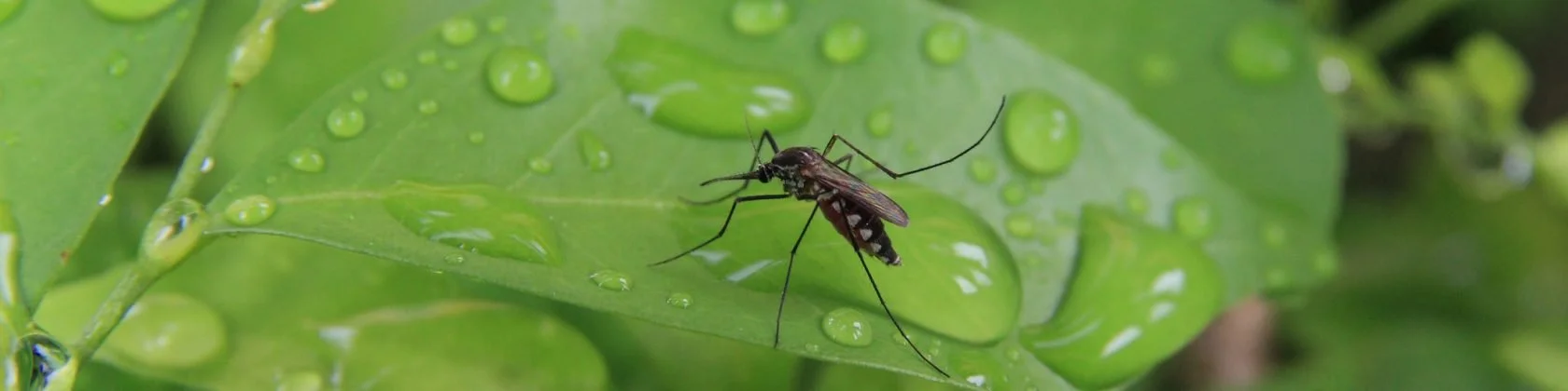 Transfer of Regulatory Jurisdiction for Oxitec’s Self-limiting Friendly™ Aedes in the United States