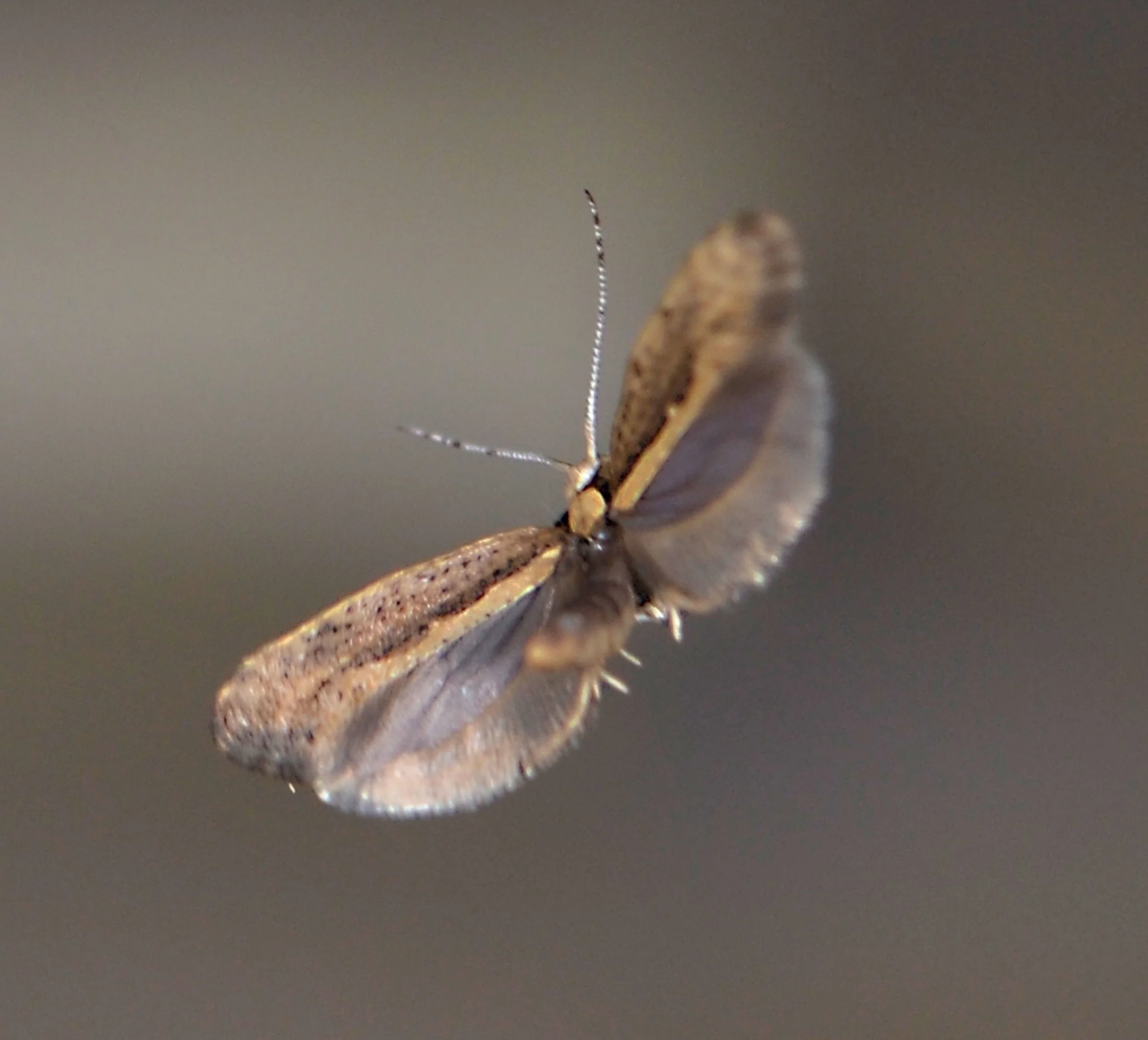 Oxitec’s Innovative Solution to Tackle Growing Diamondback Moth Pest Issue Begins Field Trials