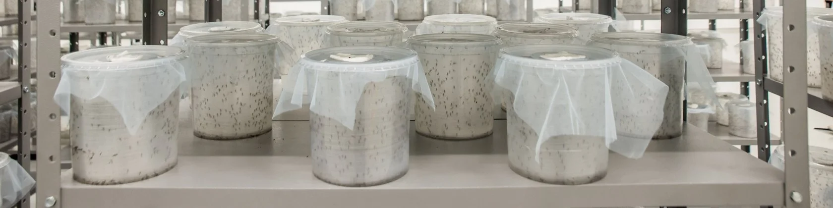 Oxitec Launching Friendly™ Aedes Project in Juiz de Fora, Brazil