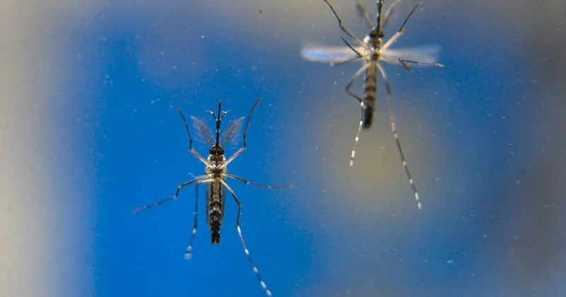  Intrexon’s Head of Environment Sector joins Brazil Investment Forum to Discuss Importance of Vector Control and Economic Impact of Vector-borne Diseases