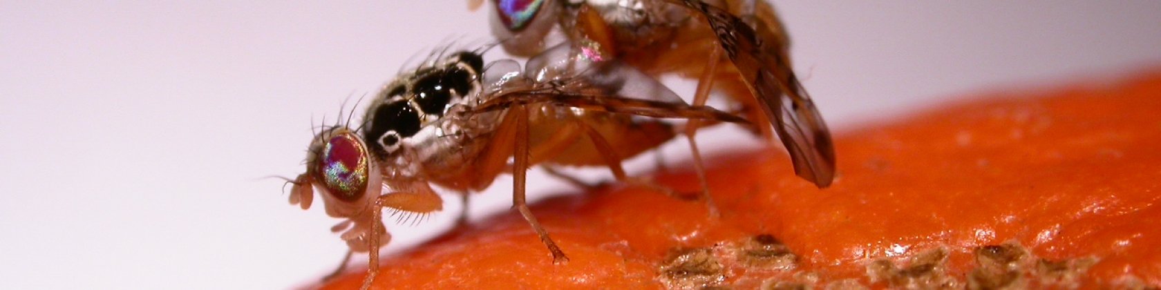 Press release: Australia trials Oxitec’s environmentally friendly medfly for protection of fruit crops