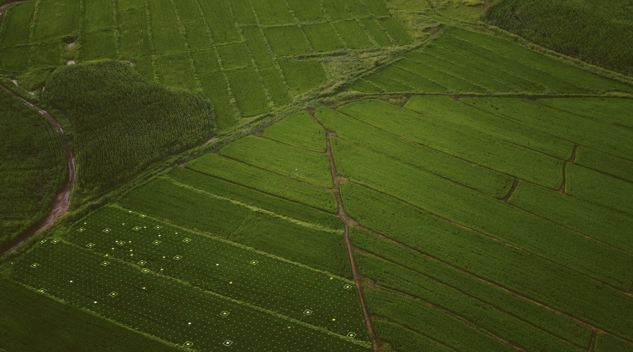 Australia’s National Science Agency and Oxitec Launch Venture Targeting Invasive Pests Threatening Health and Agricultural Sustainability Across Australia and Oceania