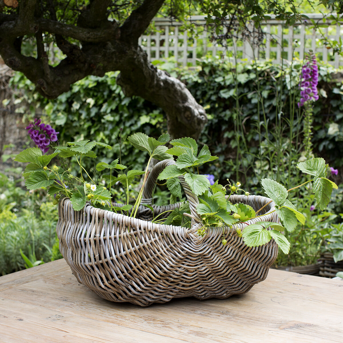 Garden Basket Trug (large).jpg