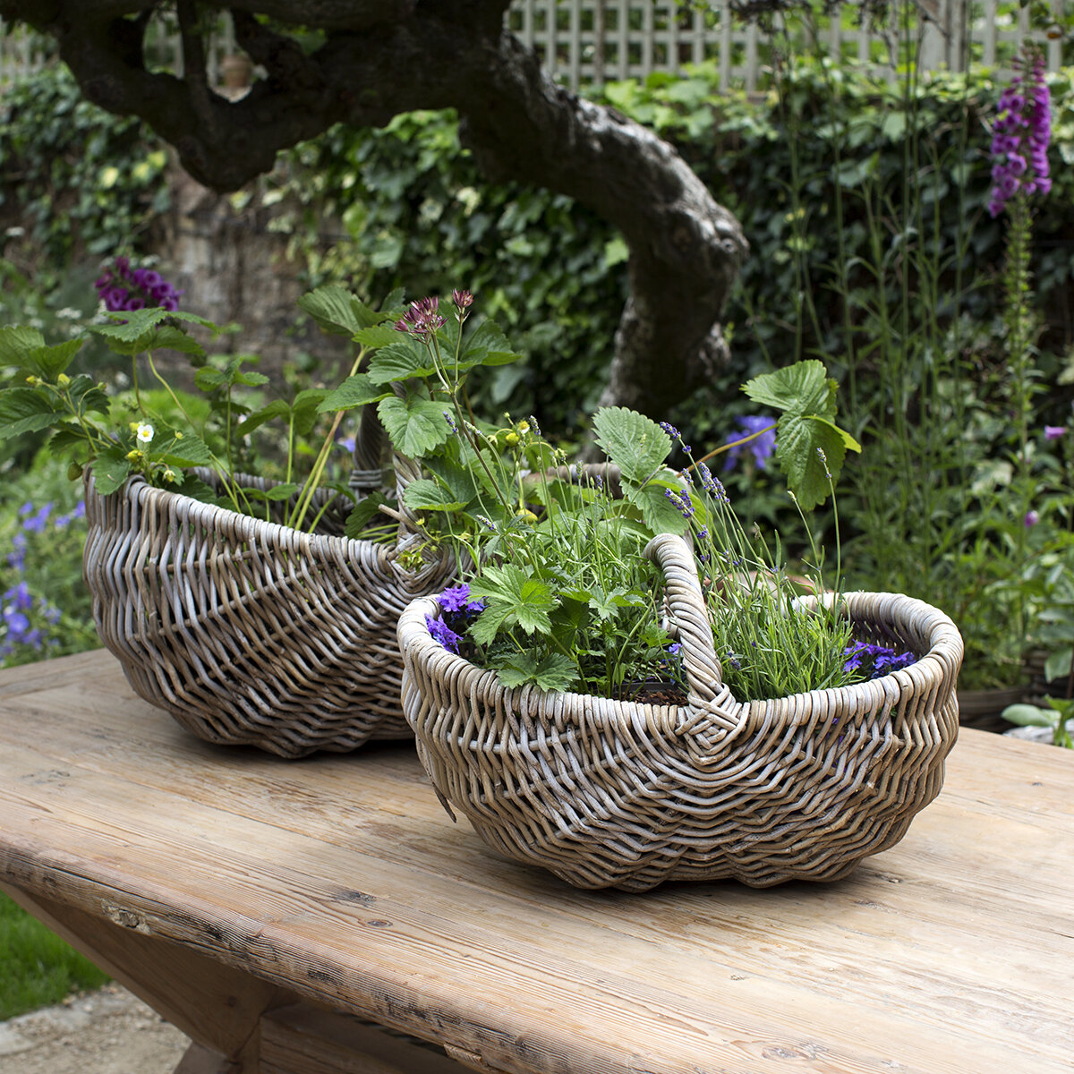 Garden Basket Trug (small).jpg