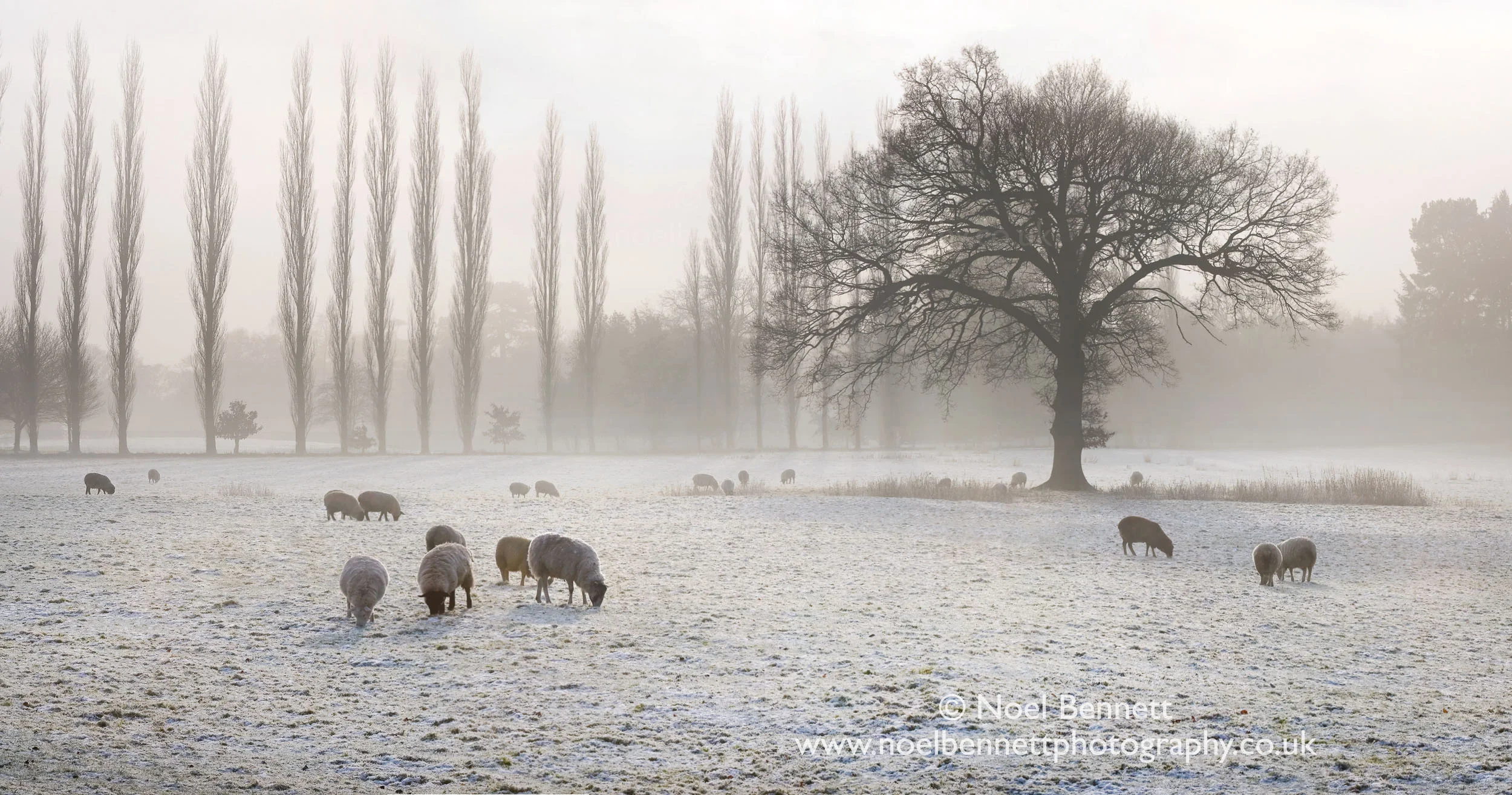 Sheep In The Mist