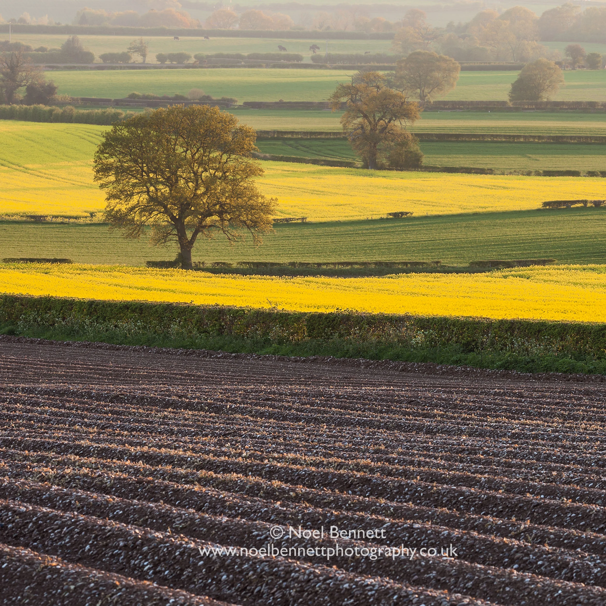 Spring Fields