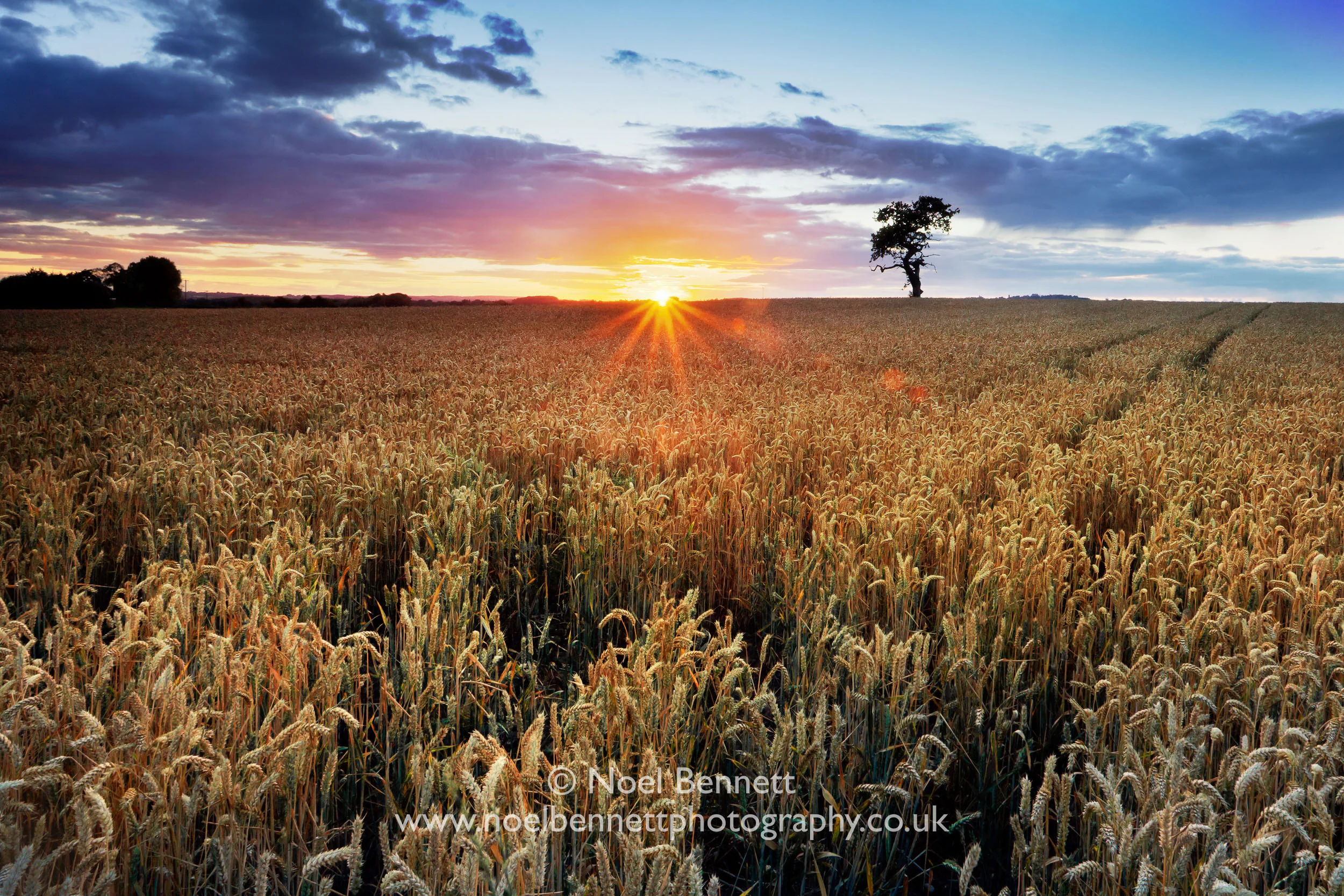 Fields Of Plenty