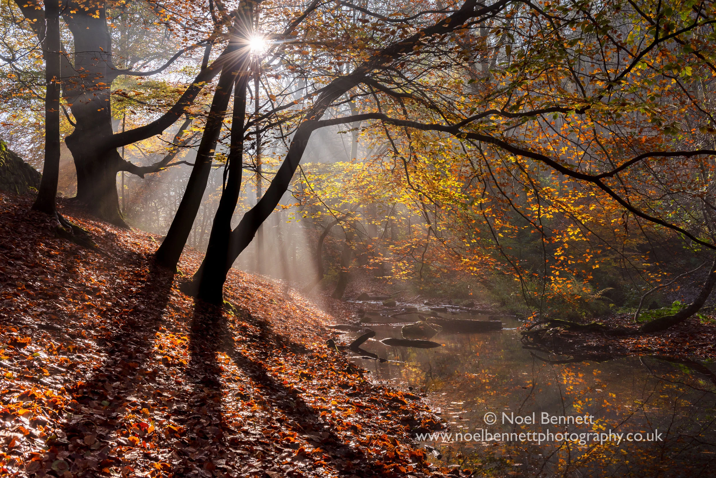 Autumn Rays