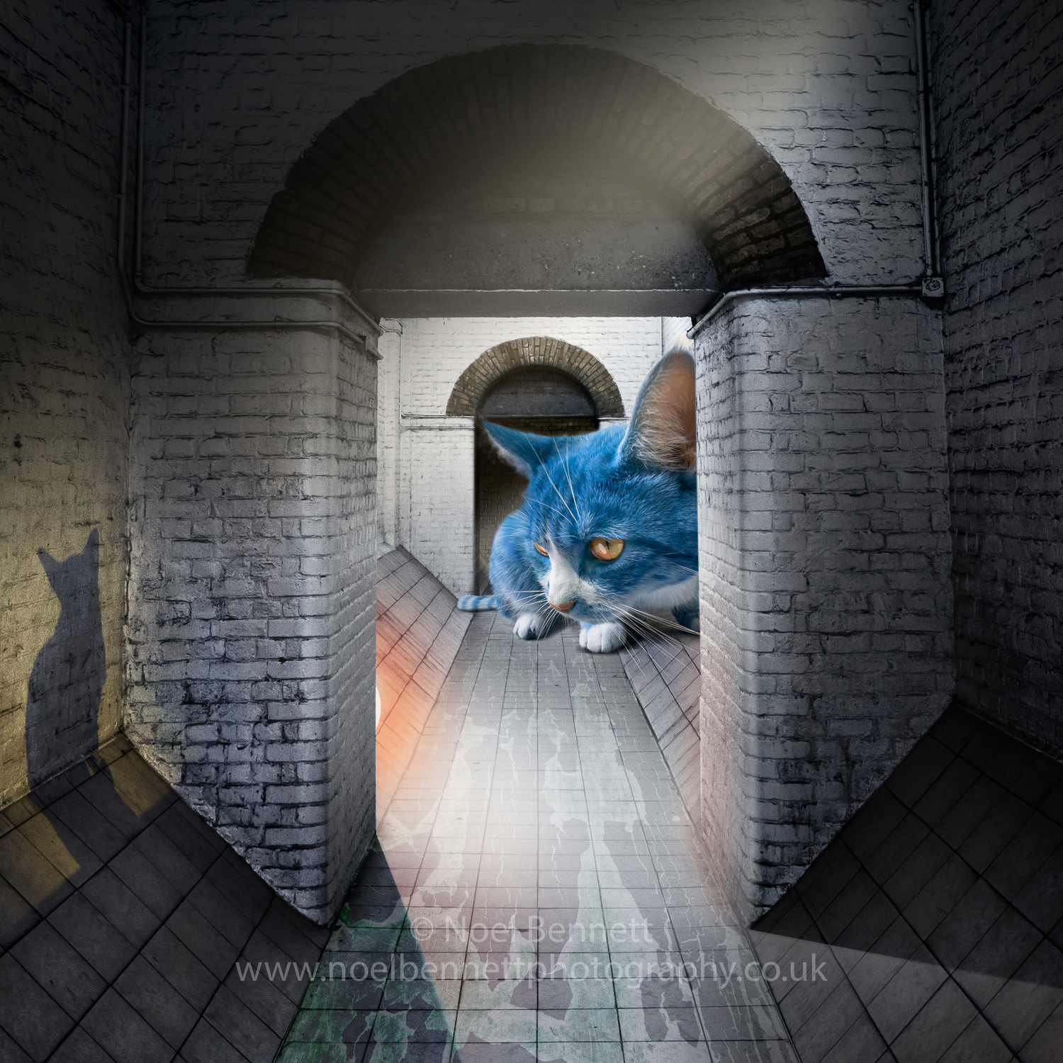 Here Kitty Kitty