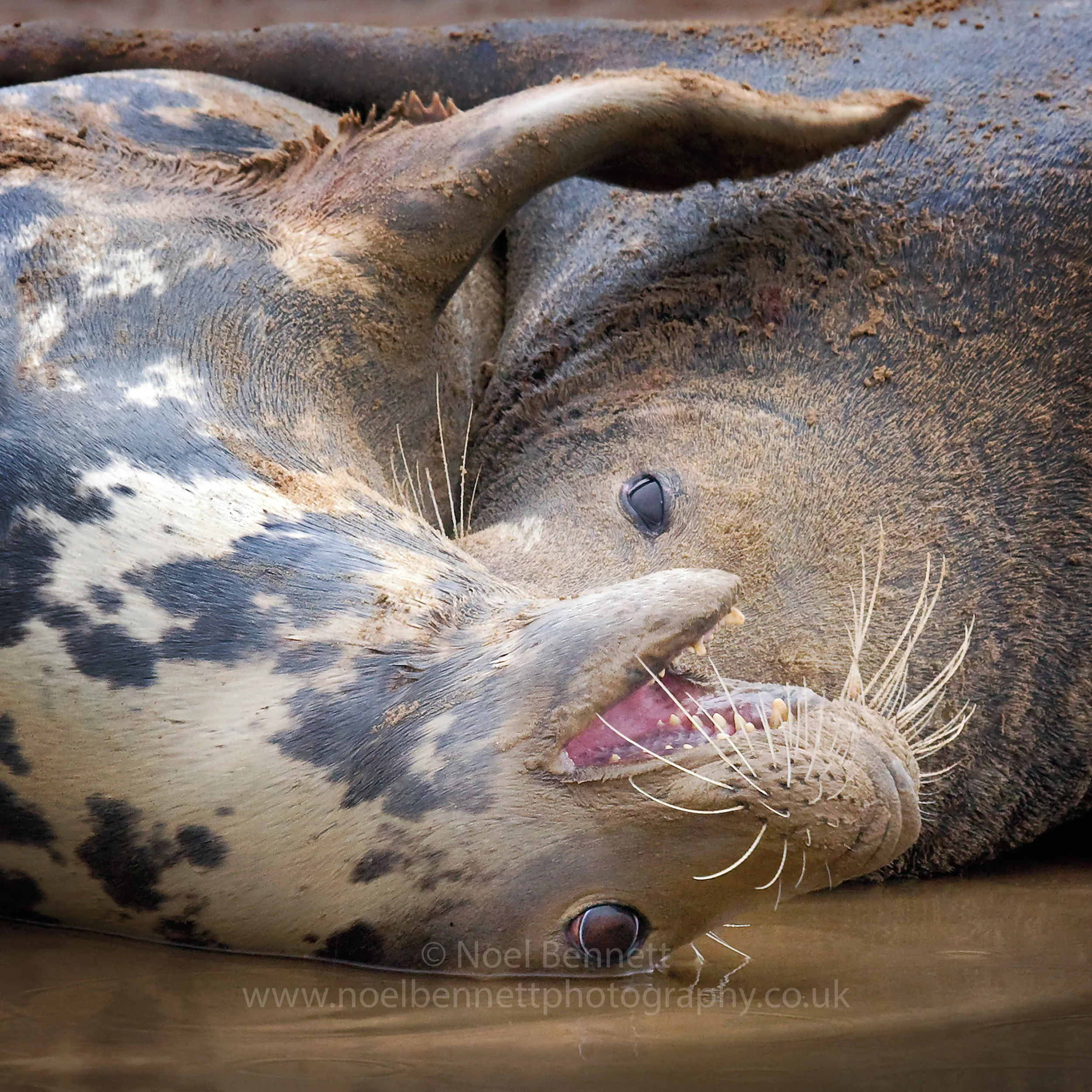 Submissive Female Atlantic Grey Seal - Laser print £105