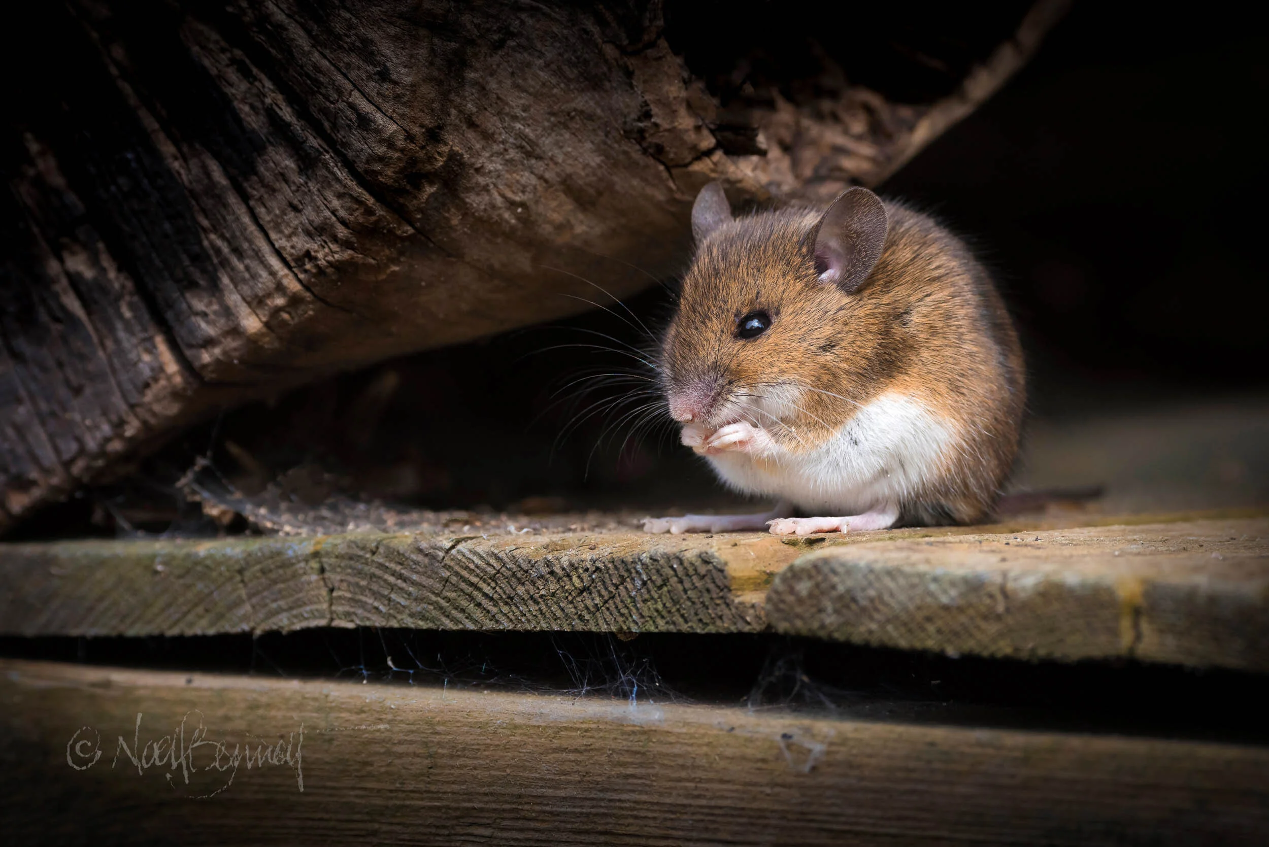Images During Lockdown