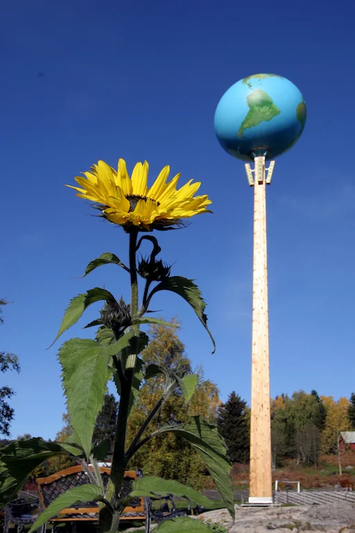 tellus solsikke.jpg