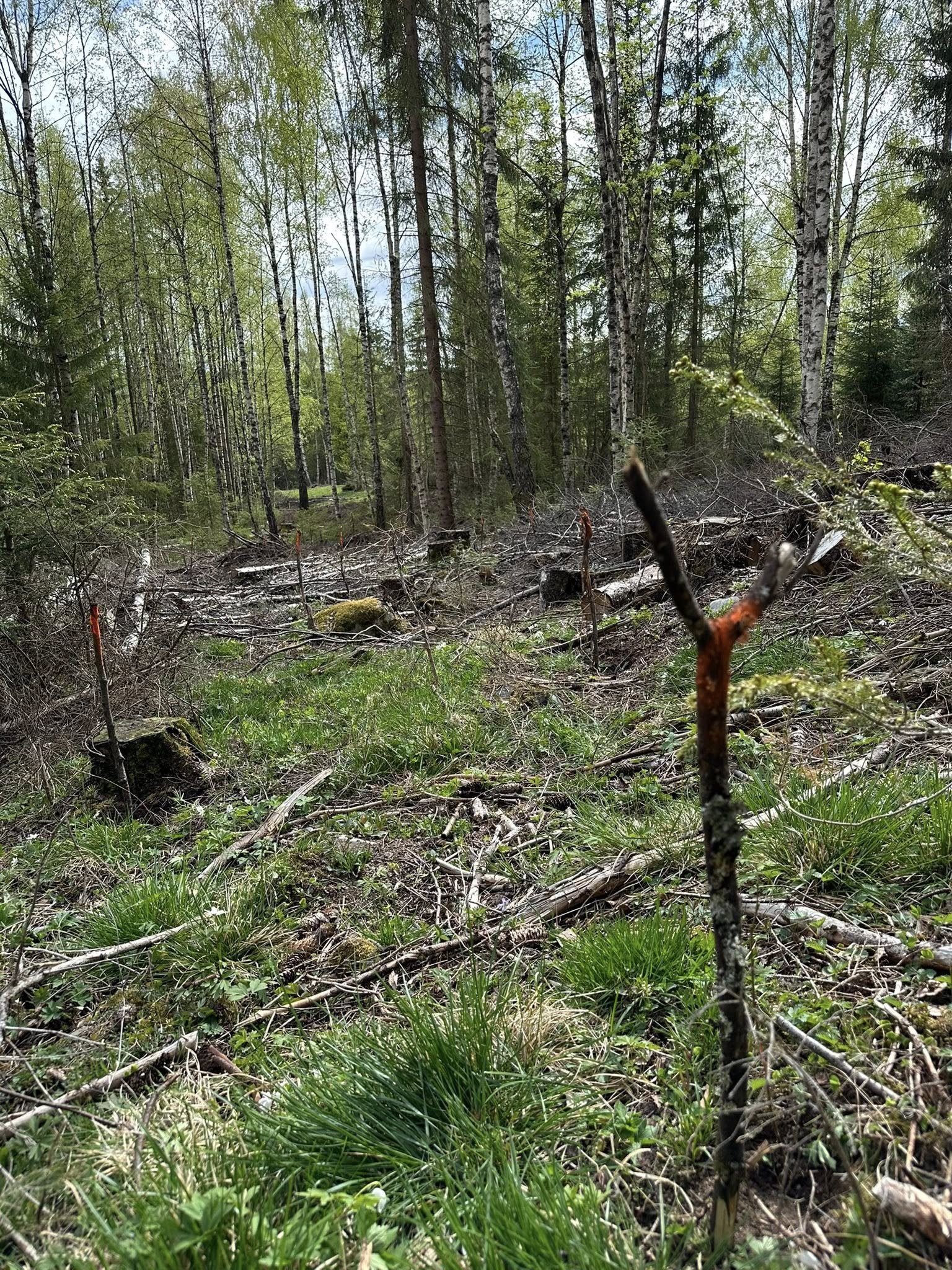 Planting6.jpg