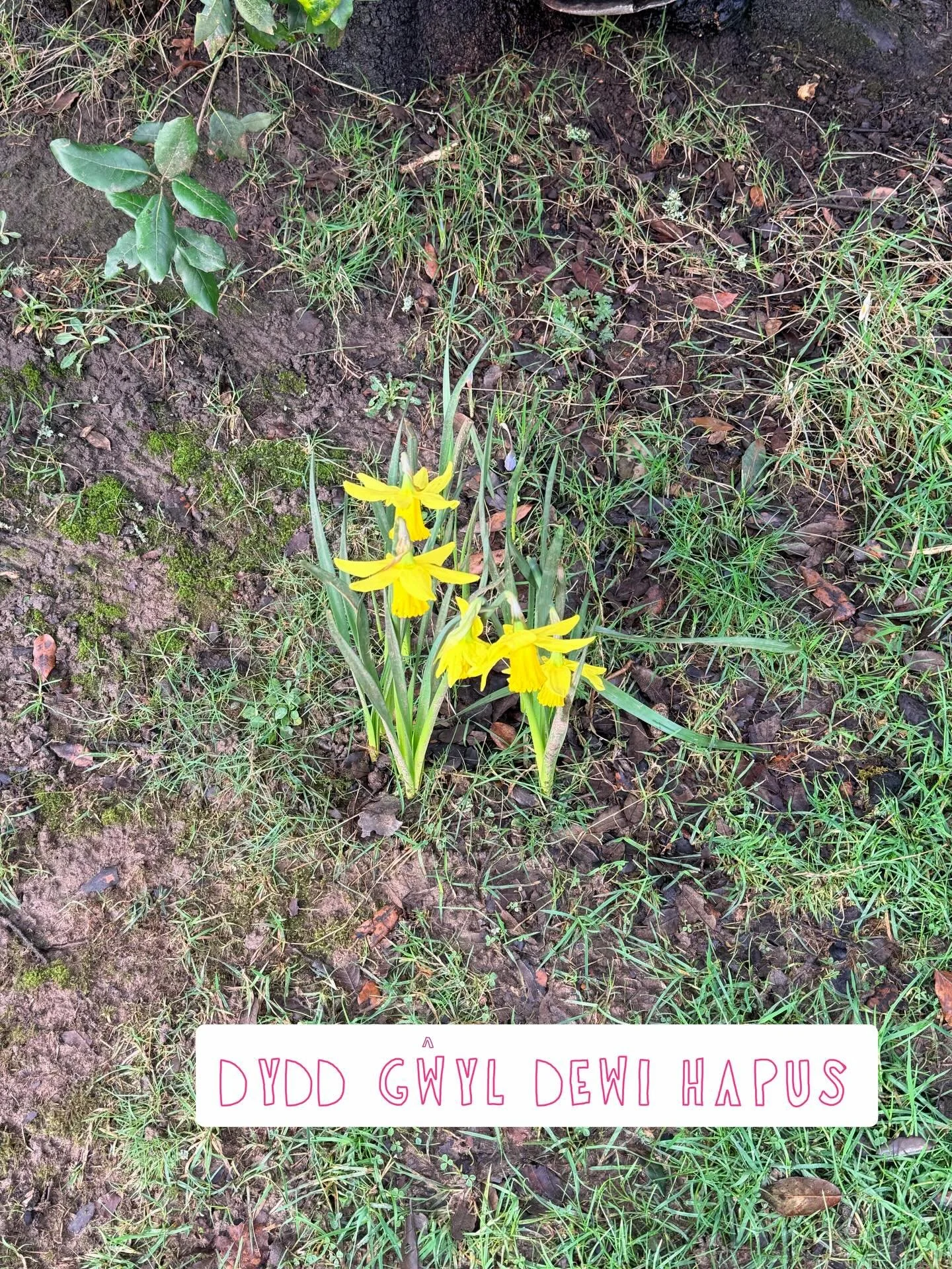 Dydd Gŵyl Dewi Hapus Pawb ~ 💛

We&rsquo;ll be seeing you at @brontosaurusveganstore mini market @swanseamrkt next Saturday 7th March from 10am to 3pm.

Love ya / cariad,
IRUSU. X