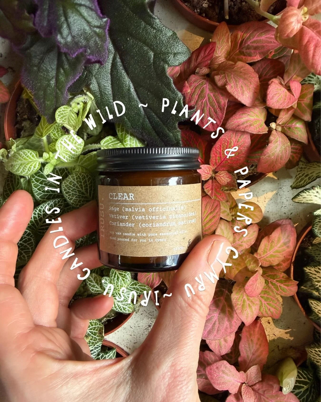 IRUSU. IN THE WILD ~ 🪴🕯️🍀

A bunch of minis available alongside your fave green babies at Plants and Papers, Cymru.

58 Uplands Crescent
Abertawe / Swansea
SA2 0PG

Love ya / cariad,
IRUSU. X

#dylanthomaswouldhavelovedthese