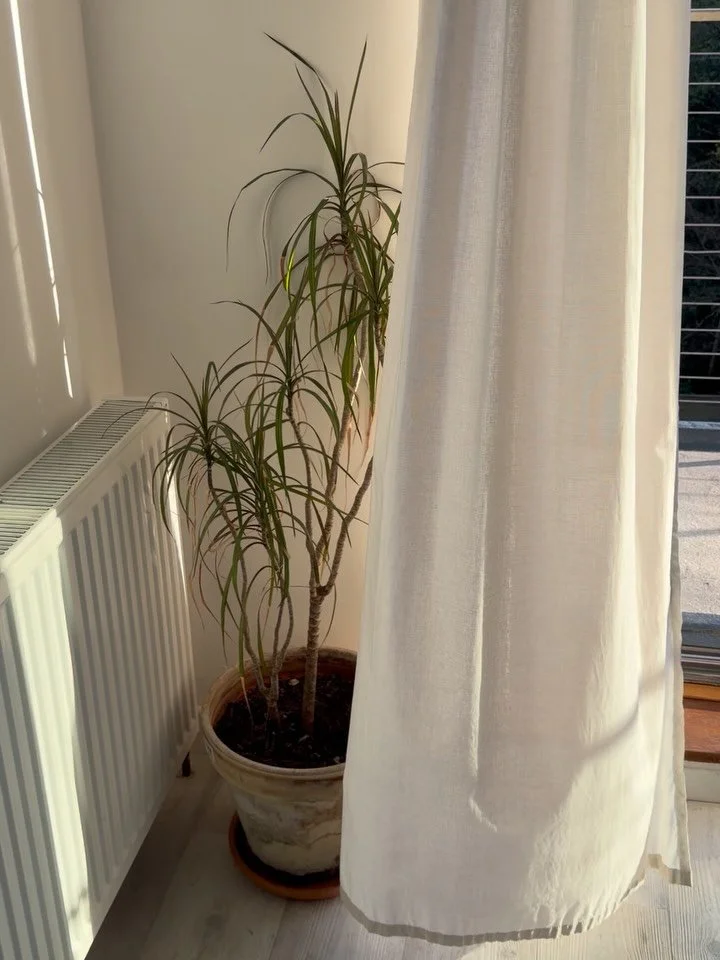 Lately / yn ddiweddar. 🪻🌸🌷

#cymru