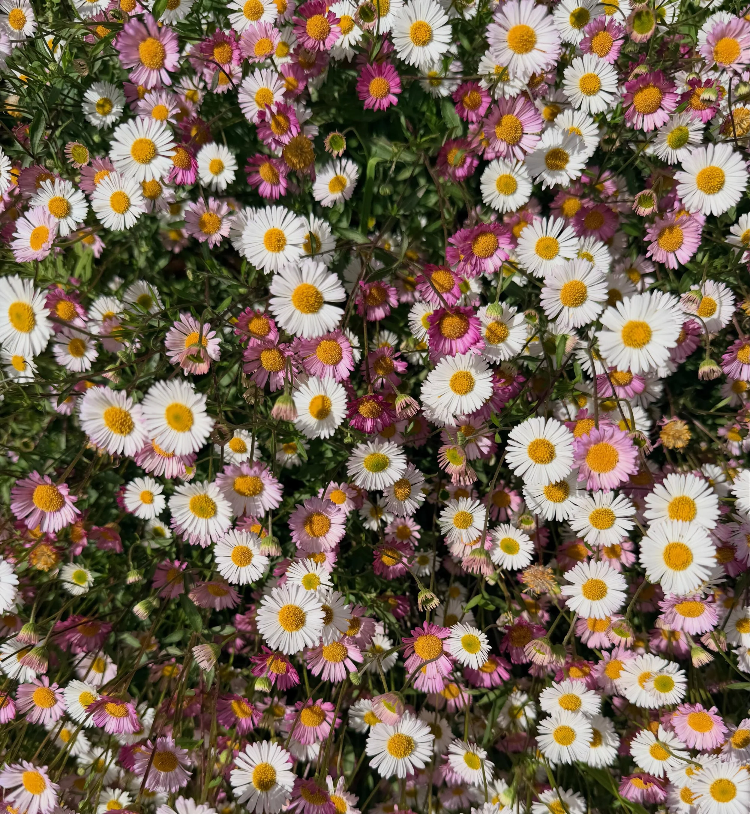 Happy bank holiday / gwyl y banc hapus ☀️🌸🌷
Orders from this weekend are shipping out next week.

Love ya / cariad,
IRUSU. X

#factor50 #feelinlitty