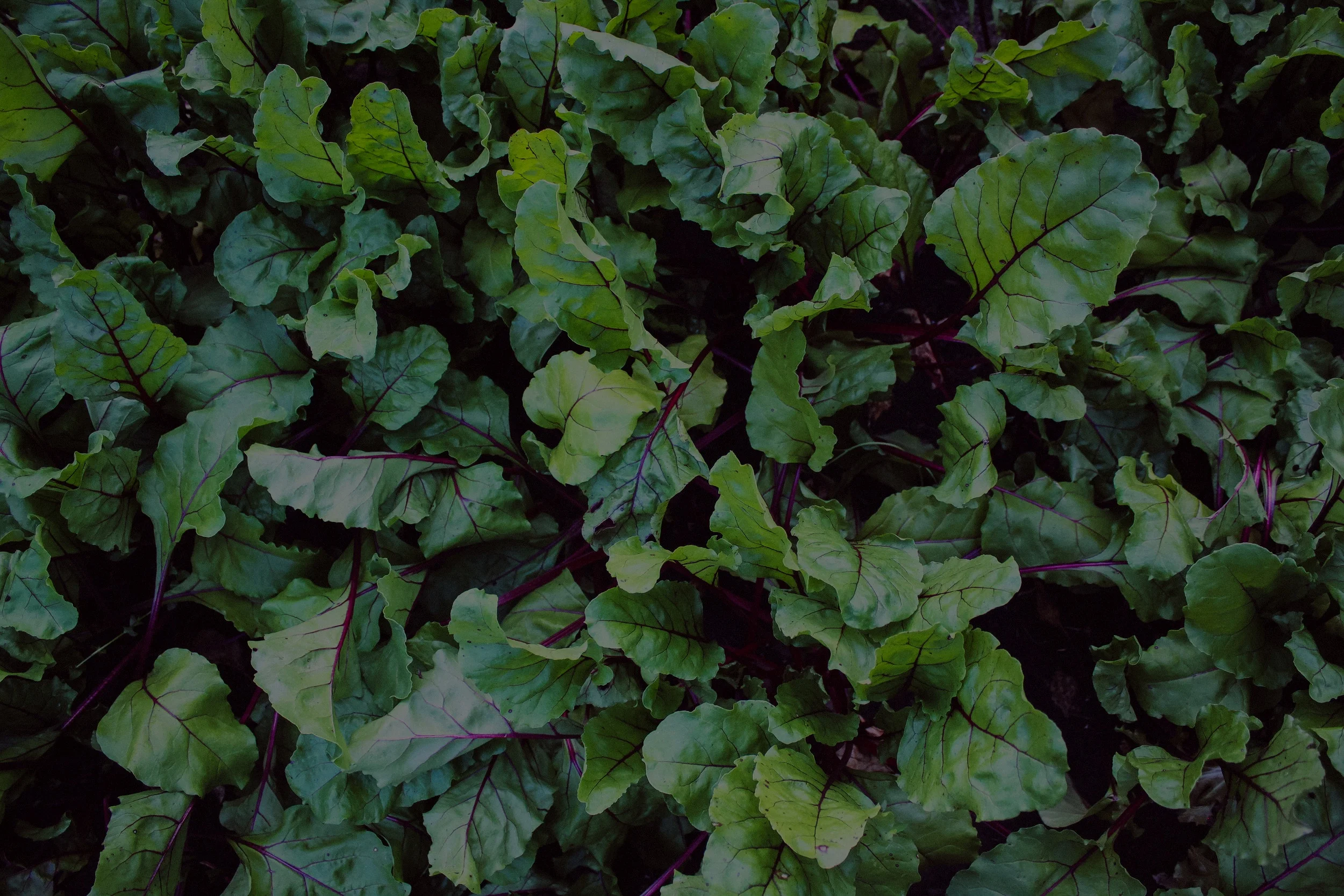 GardenWorks — Legacy Ministries