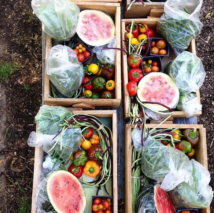 CSA boxes (1).jpg