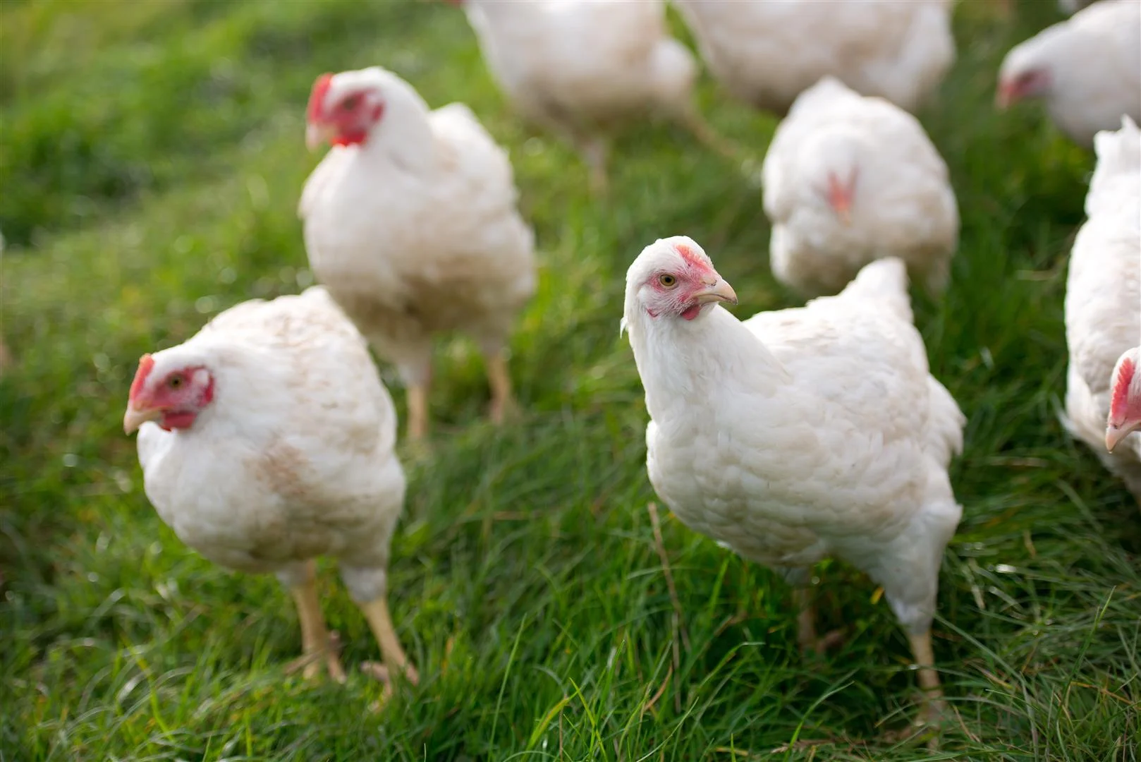 Free Range Example Free Range Chicken Vs Organic , Unlocking the Benefits of Organic vs ...