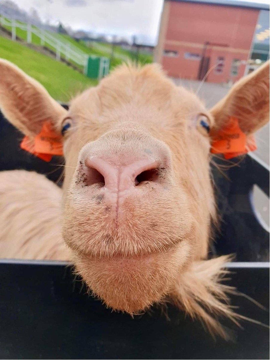 swillington-mobile-farm-for-school-visits-goats.jpg