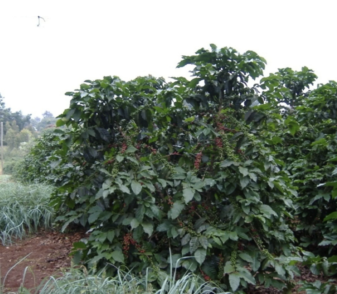 RUIRU 11 COFFEE BEAN - World Coffee Research Forum.png