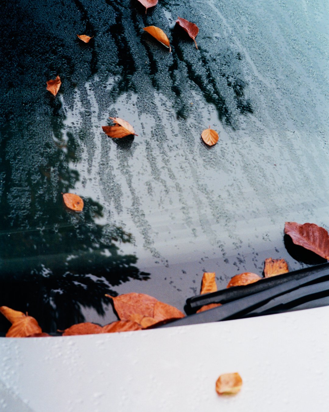  Autumn 