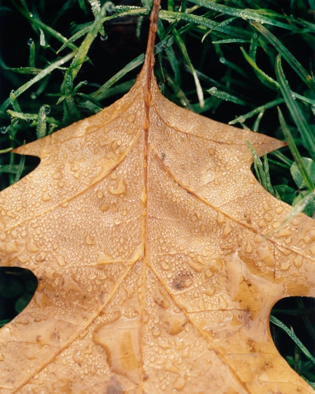 Leaf 
