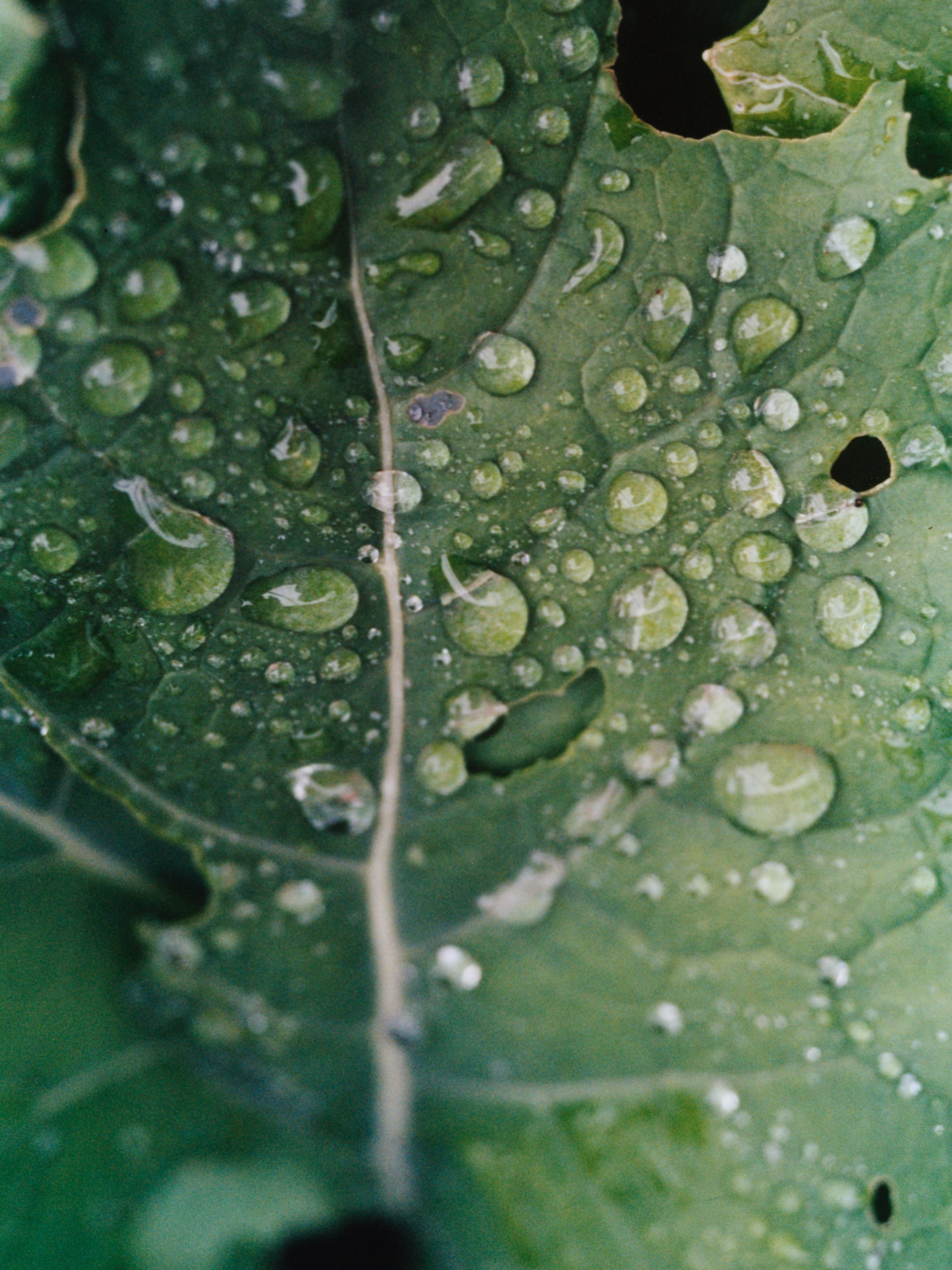  Leaf 