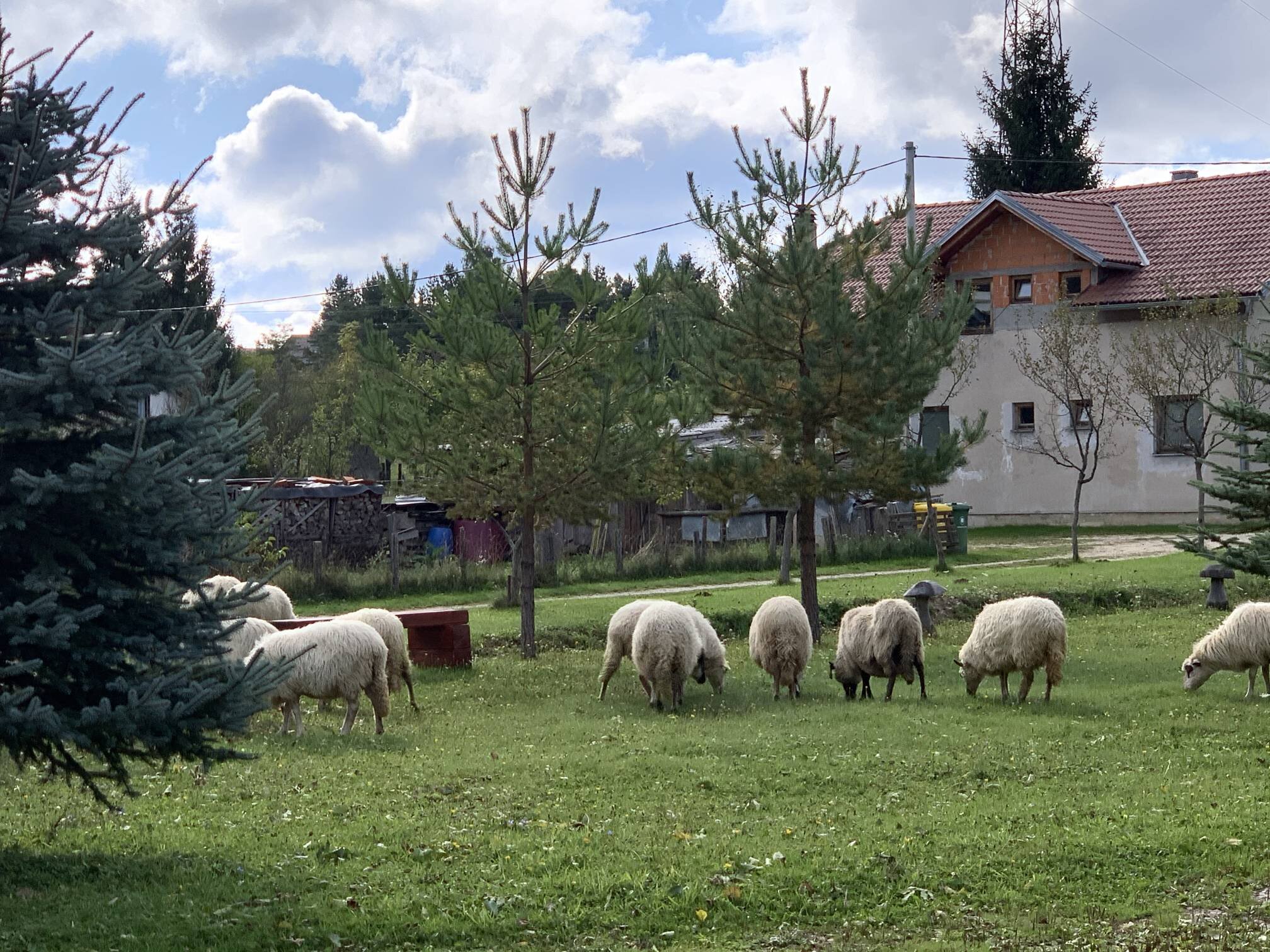 Lots of sheep came by our cabin to say goodbye on our way out.